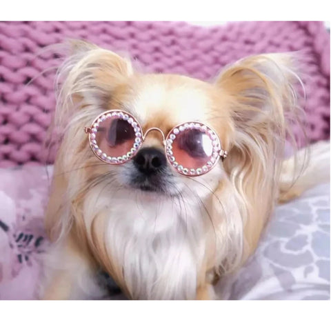 Crystal Pet sunglasses for dogs