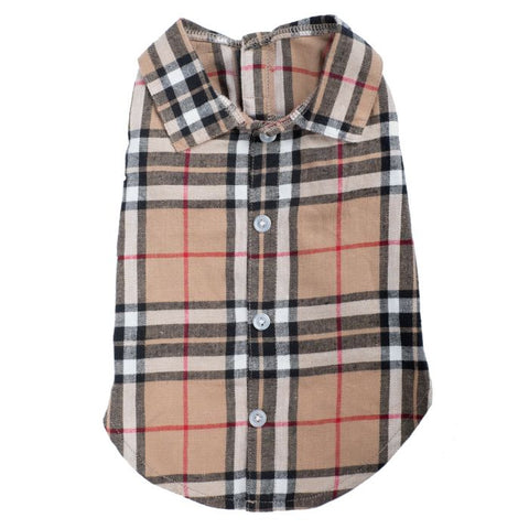 Burberry tan shirt worthy dog