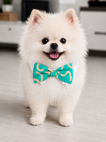 Bow Tie Anton