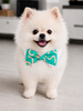 Bow Tie Anton