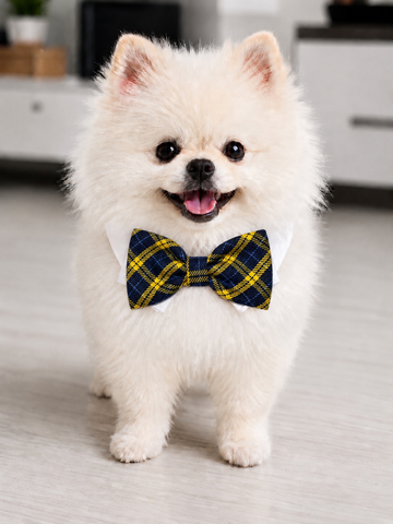 Bow Tie Bruce