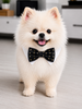 Bow Tie Cameron