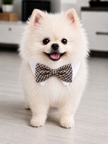 Bow Tie Ethan