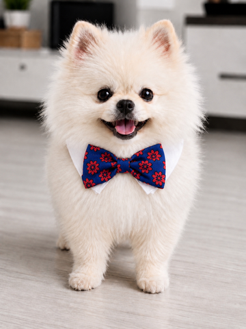 Bow Tie Preston