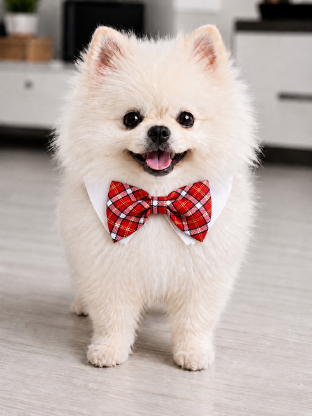 Bow Tie Red Checker