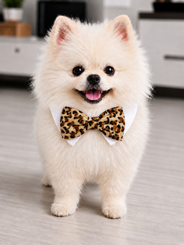 Bow Tie Roberto Tan