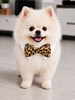 Bow Tie Roberto Tan