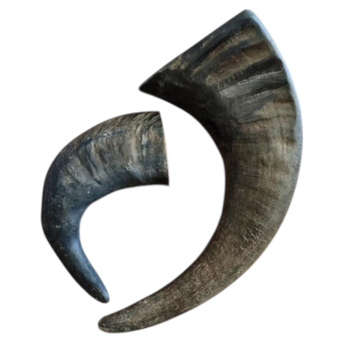 Buffalo  Horns Medium