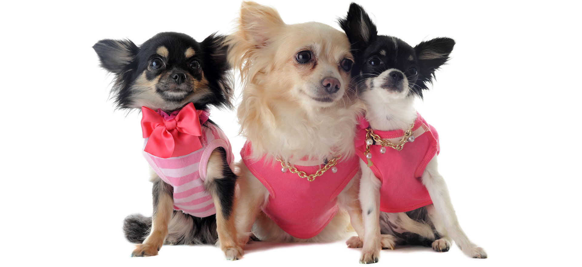 Designer Dog Clothes - Dog Shirts, Dog T-Shirts, Dog Tank Tops – TeaCups,  Puppies & Boutique